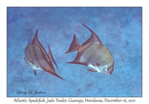 Atlantic Spadefish