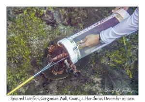 Speared Lionfish