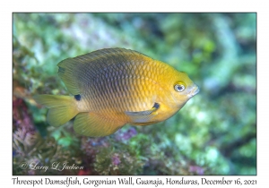 Threespot Damselfish