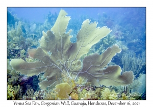 Venus Sea Fan