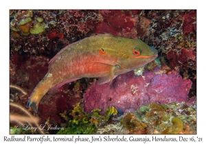 Redband Parrotfish