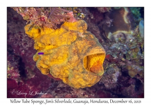 Yellow Tube Sponge