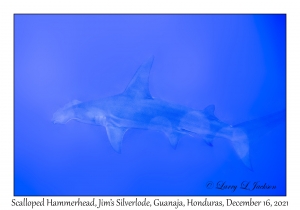 Scalloped Hammerhead