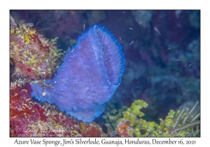 Azure Vase Sponge