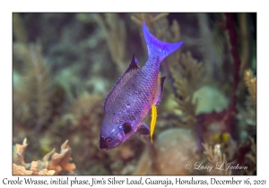 Creole Wrasse