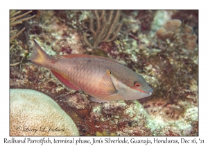 Redband Parrotfish