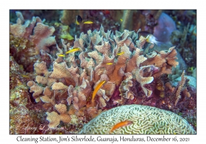 Thin Leaf Lettuce Coral Cleaning Station