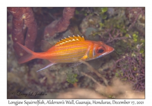 Longjaw Squirrelfish