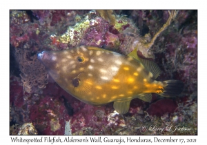 Whitespotted Filefish