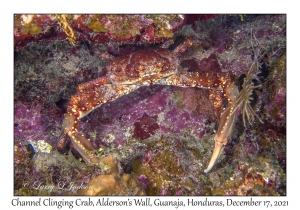 Channel Clinging Crab