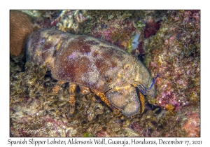 Spanish Slipper Lobster