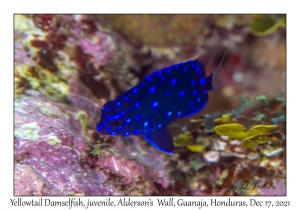 Yellowtail Damselfish juvenile