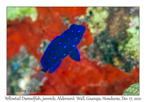 Yellowtail Damselfish juvenile