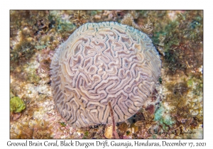 Grooved Brain Coral