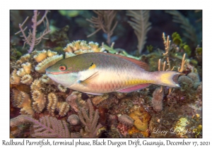 Redband Parrotfish