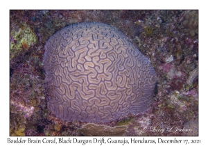 Boulder Brain Coral