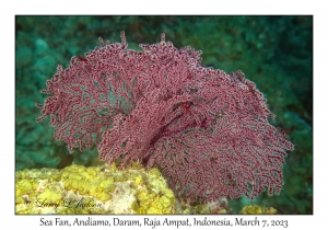 Sea Fan