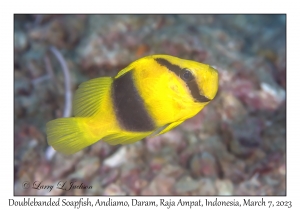 Doublebanded Soapfish