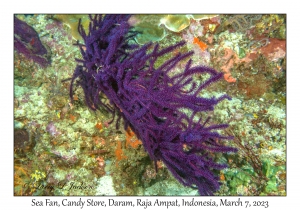 Sea Fan