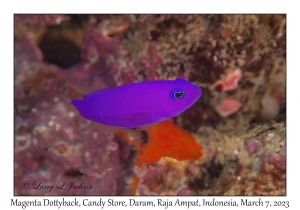 Magenta Dottyback