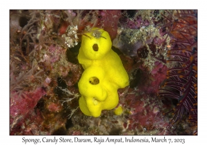 Sponge