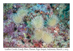 Leather Coral