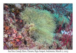 Sea Fan
