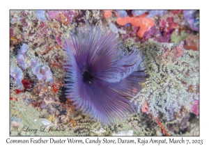Common Feather Duster Worm