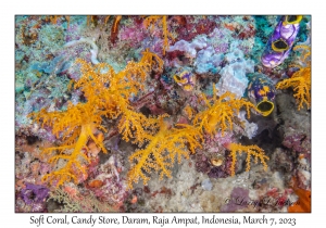 Soft Corals