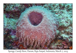 Sponge