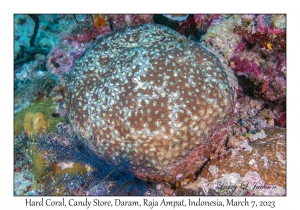 Hard Coral