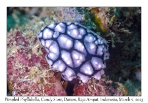 Pimpled Phyllidiella