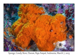 Sponge