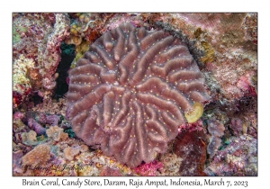 Brain Coral