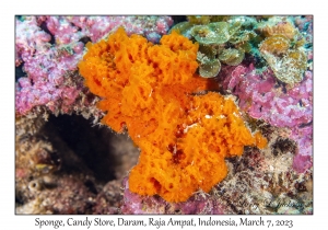 Sponge