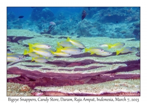 Bigeye Snappers