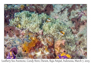Leathery Sea Anemone