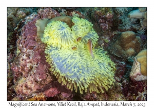 Magnificent Sea Anemone