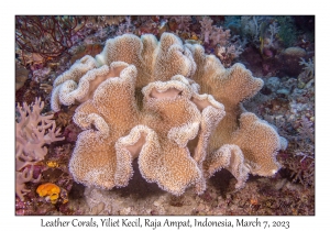 Leather Corals