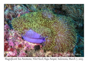 Magnificent Sea Anemone