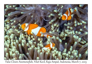False Clown Anemonefish