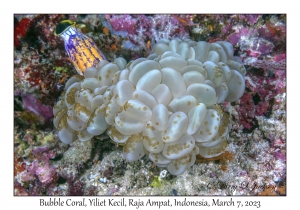 Bubble Coral