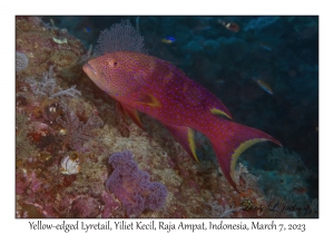 Yellow-edged Lyretail