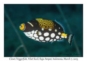 Clown Triggerfish