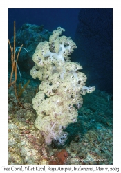 Umbellate Tree Coral