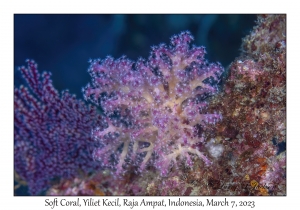 Soft Coral
