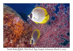 Panda Butterflyfish