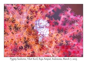 Pygmy Seahorse