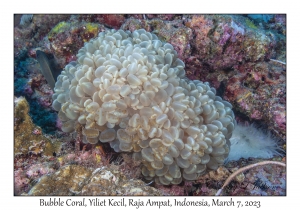 Bubble Coral
