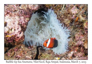 Bubble-tip Sea Anemone